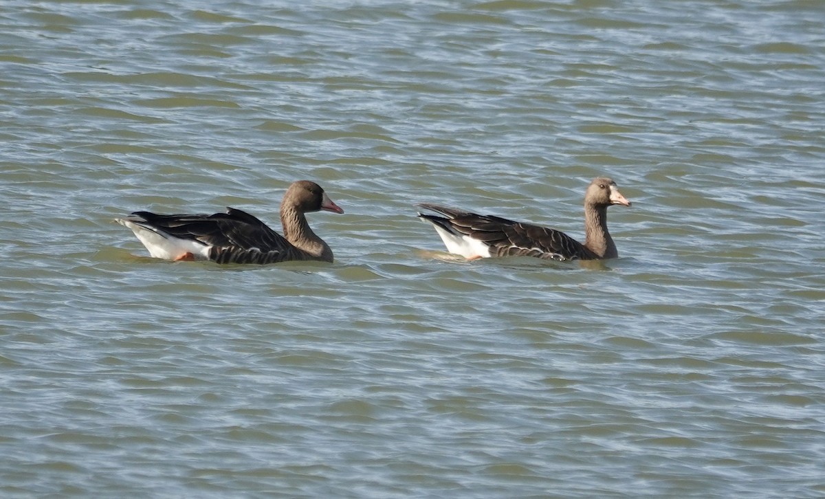 Greater White-fronted Goose - ML646371501