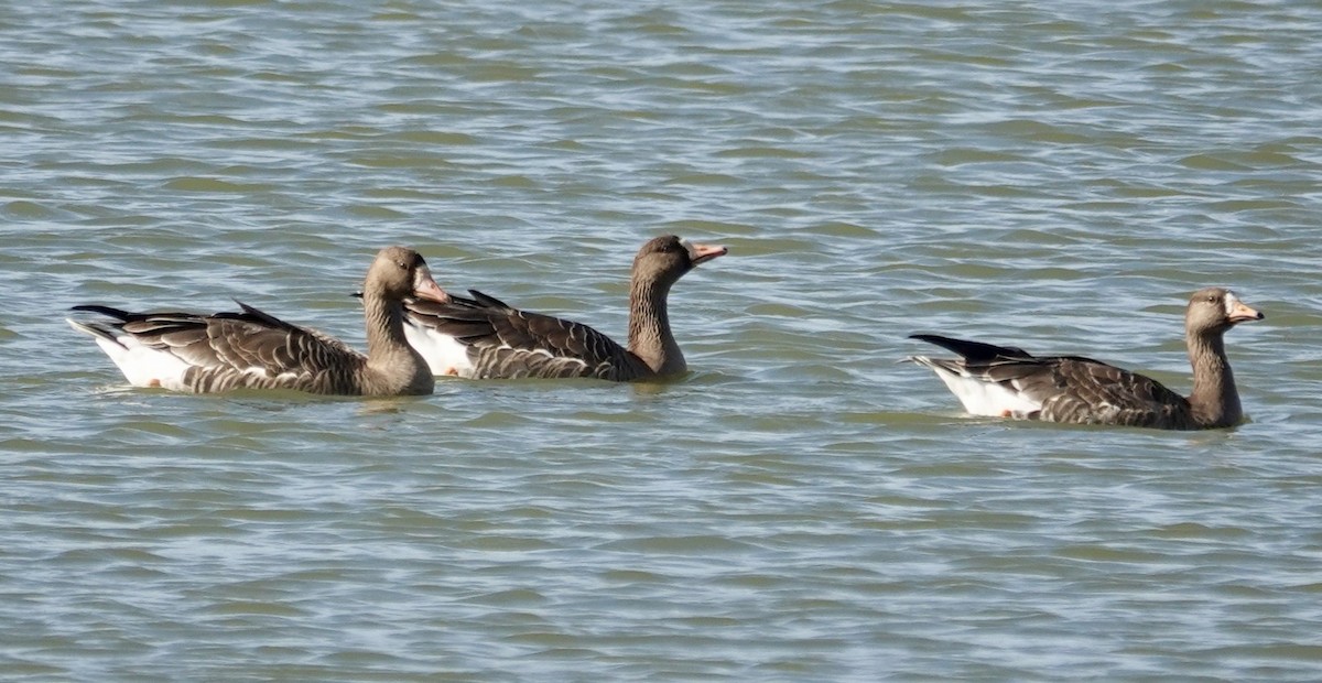 Greater White-fronted Goose - ML646371502