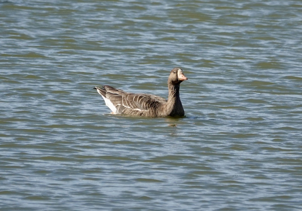 Greater White-fronted Goose - ML646371503