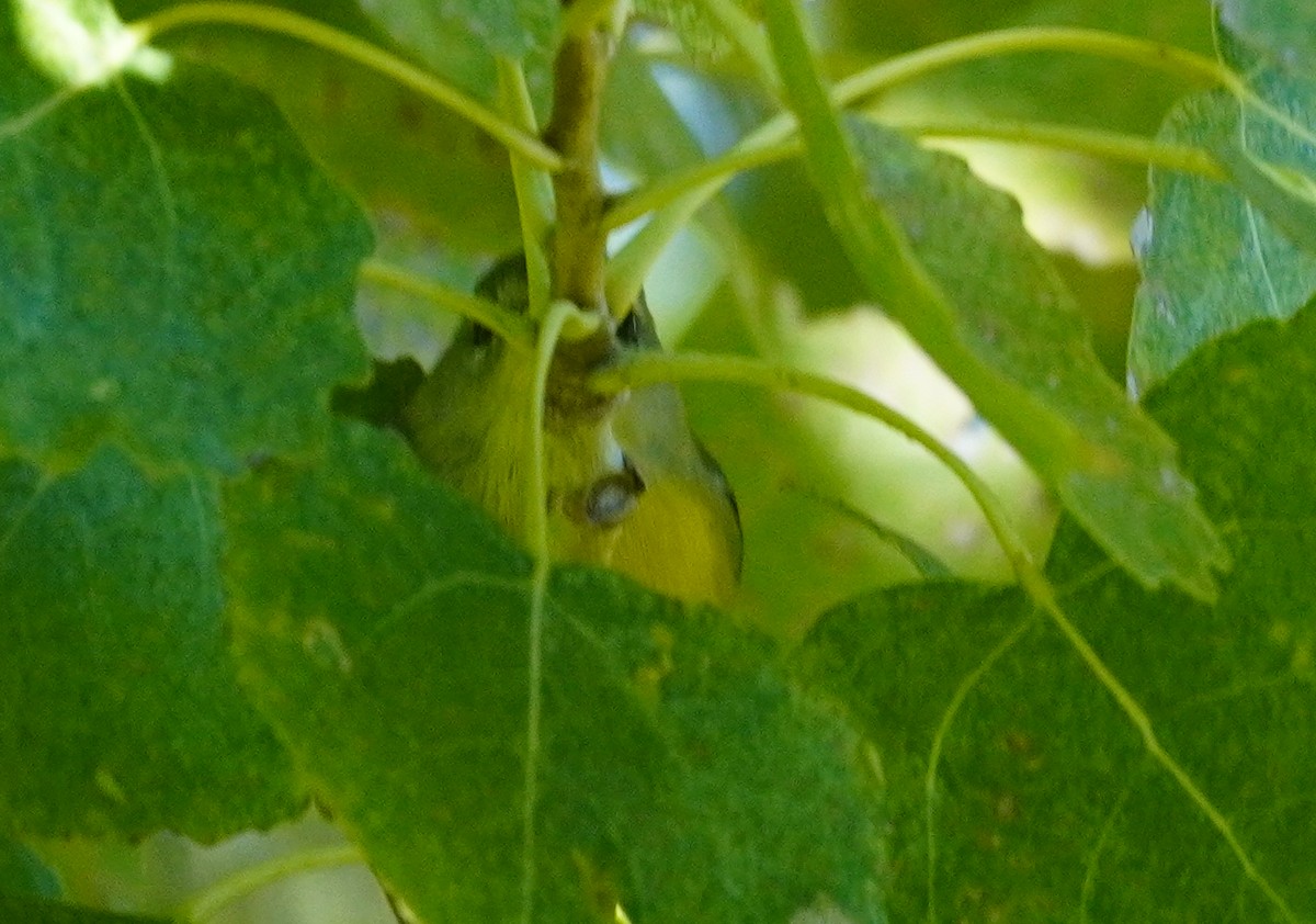 Northern Parula - ML646371506