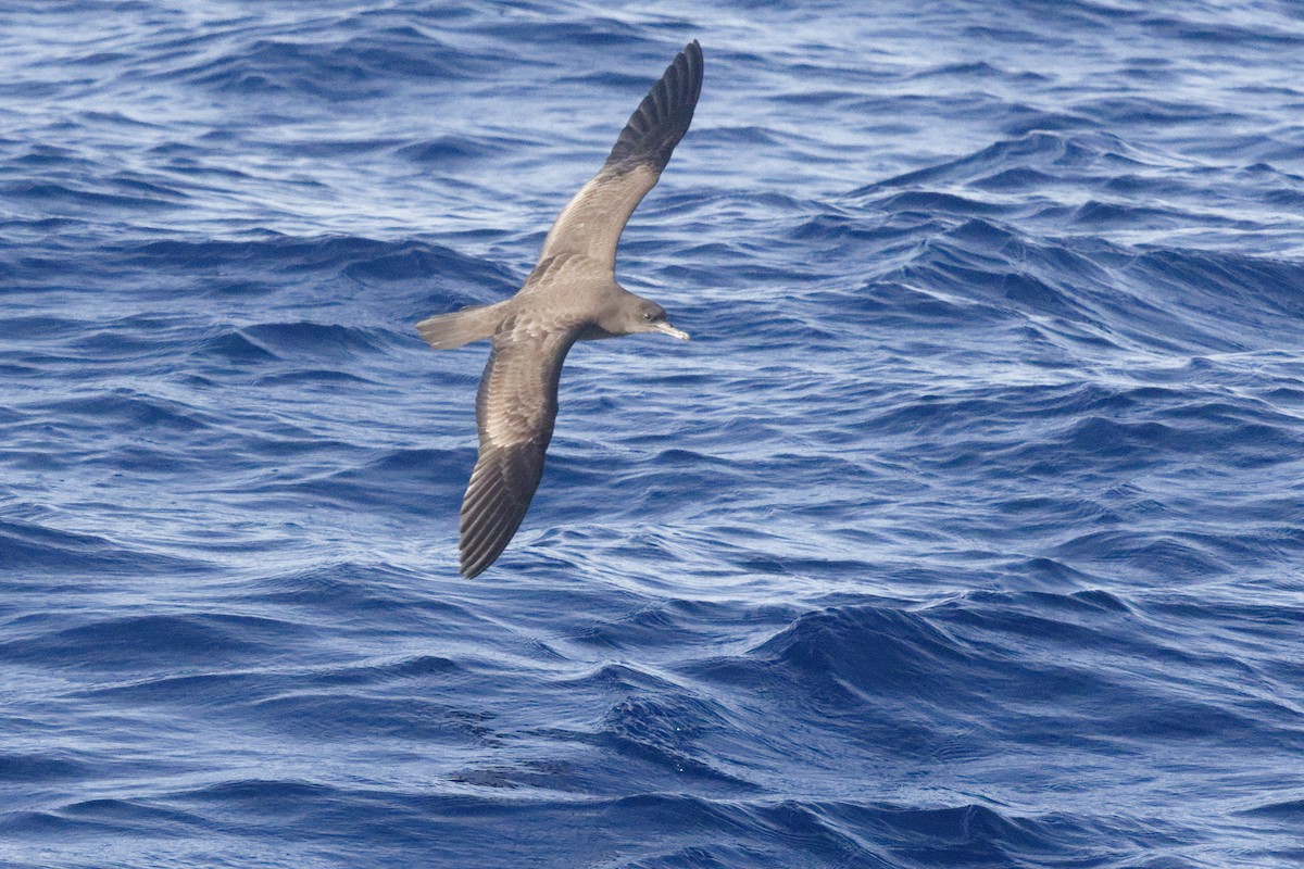 Wedge-tailed Shearwater - ML646371509