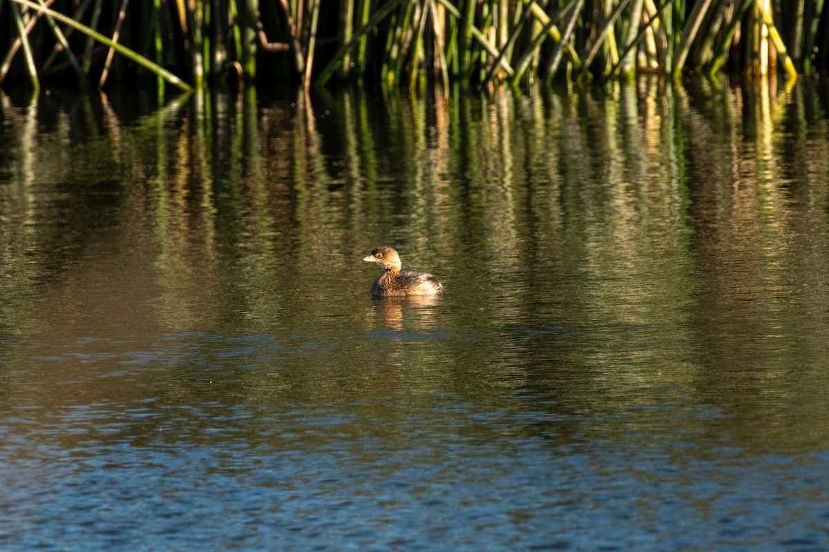 Pied-billed Grebe - ML646371510