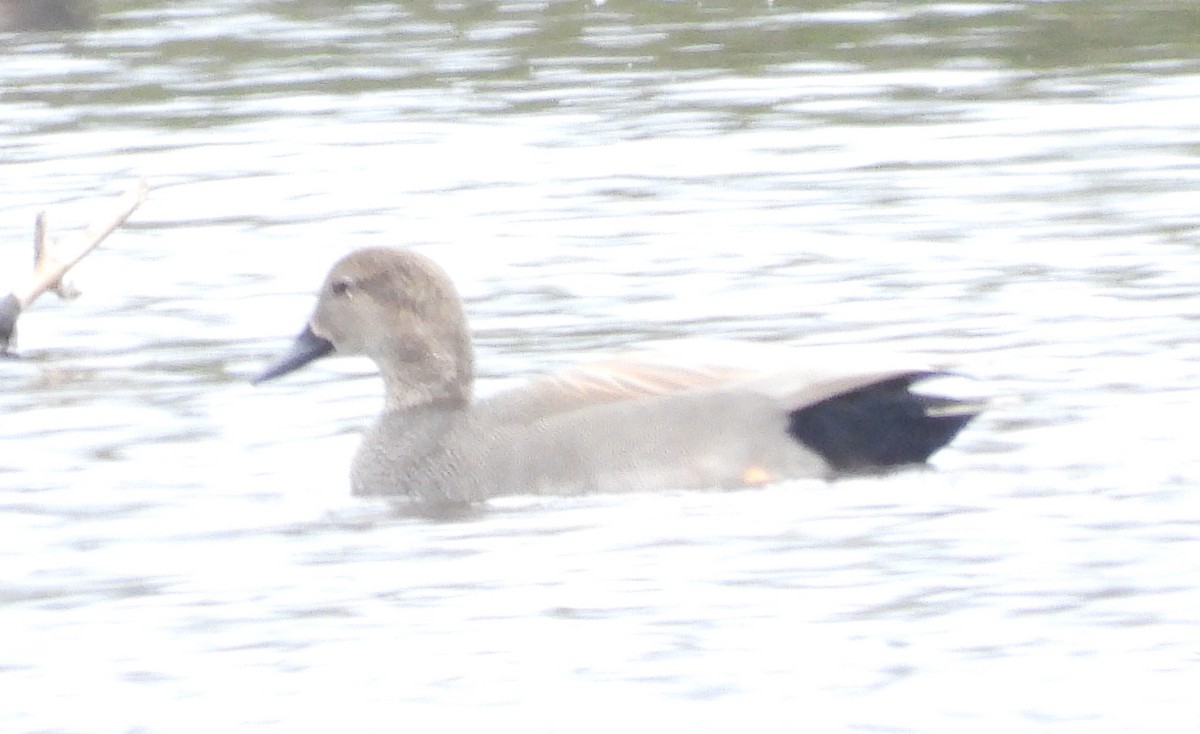 オカヨシガモ - ML646371511