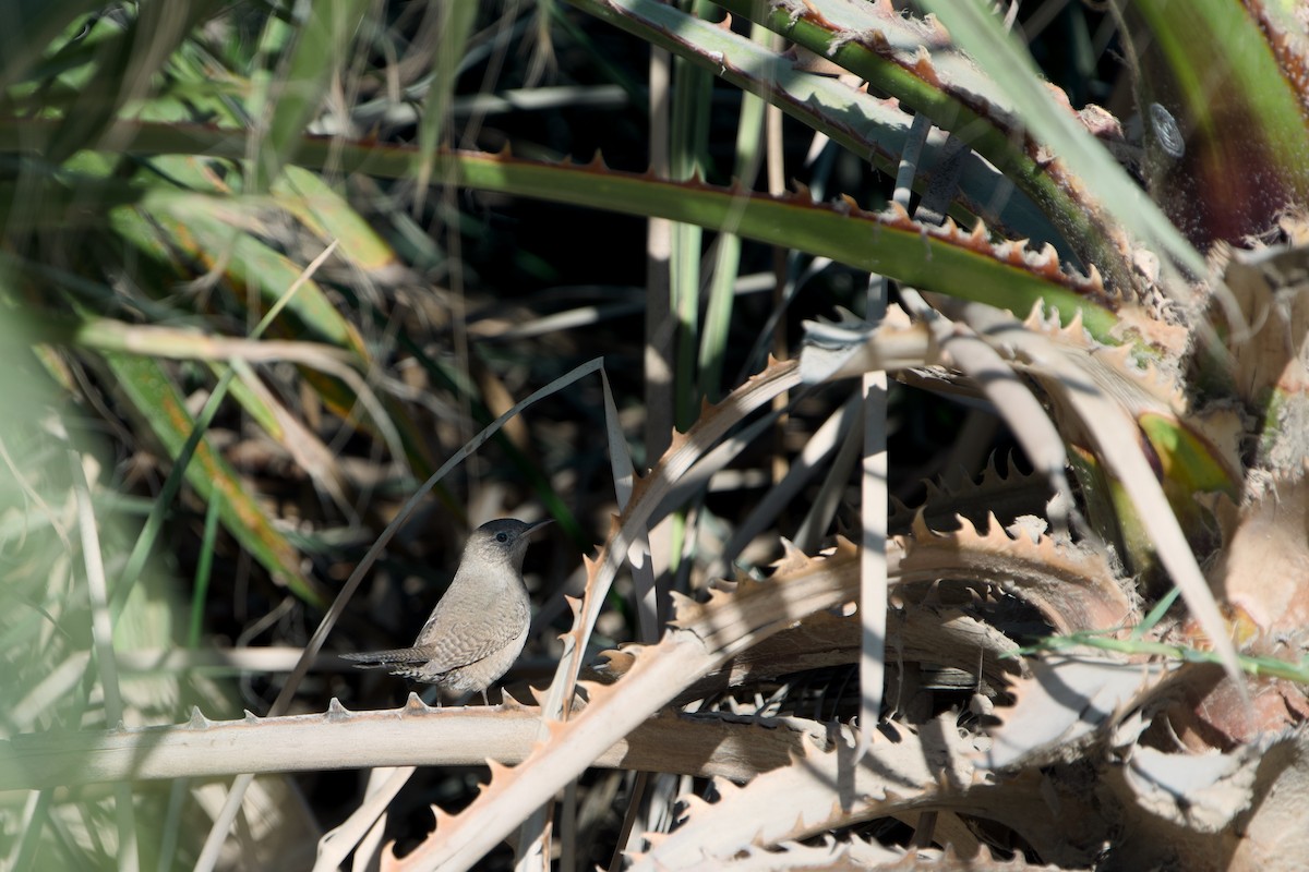 Northern House Wren - ML646371512