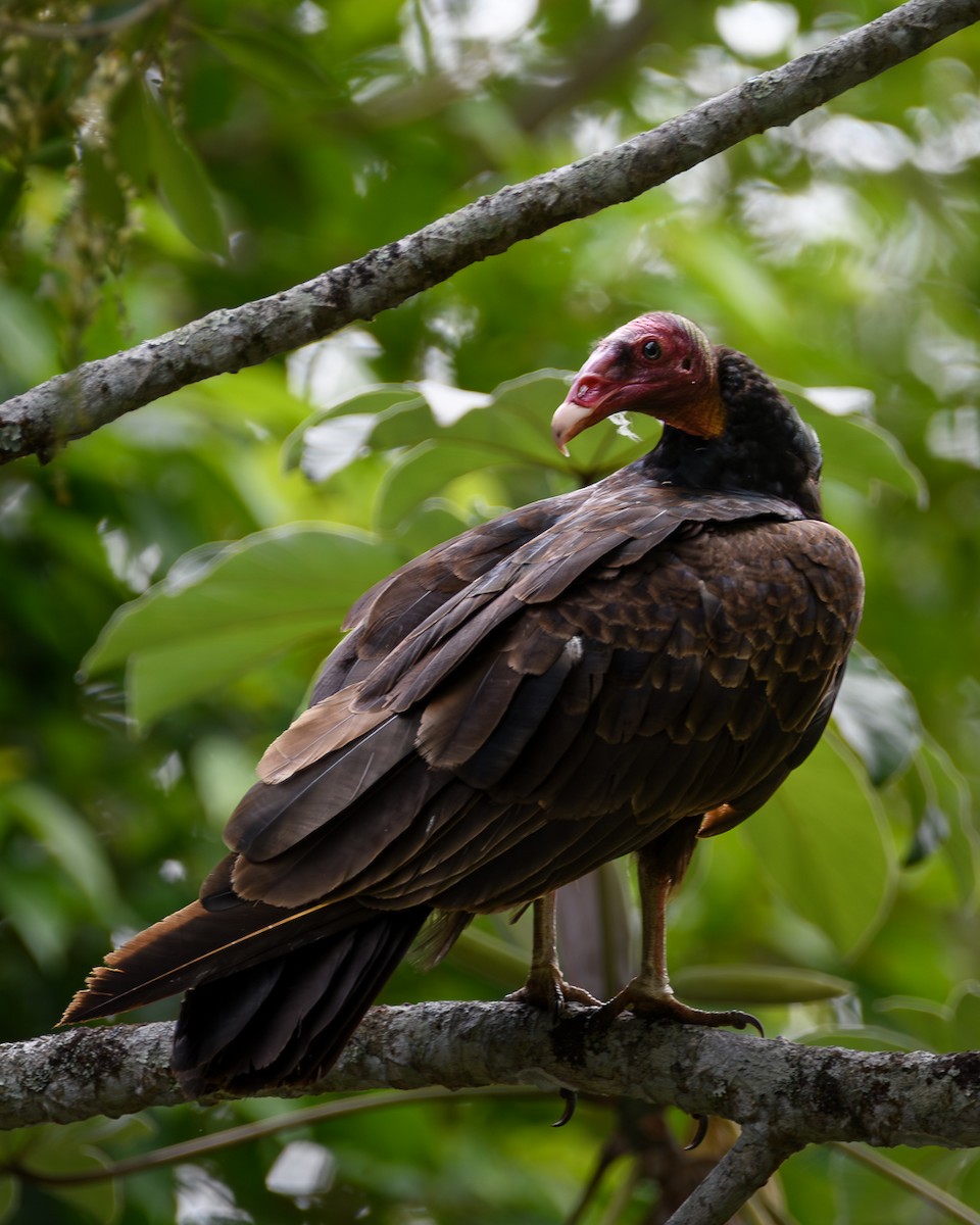 Turkey Vulture - ML646371513