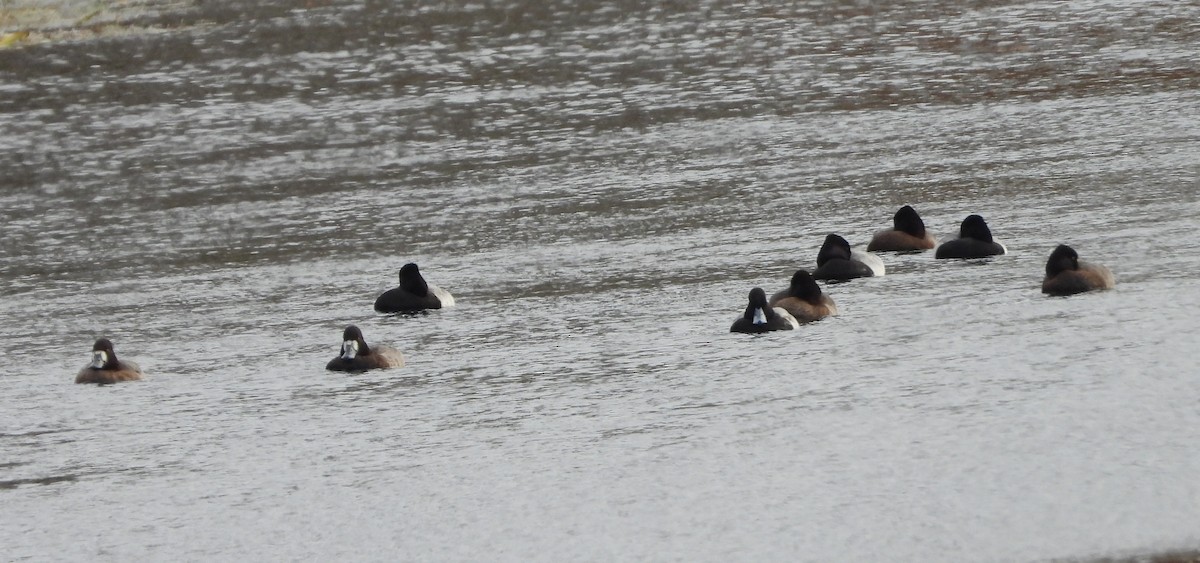 Lesser Scaup - ML646371533