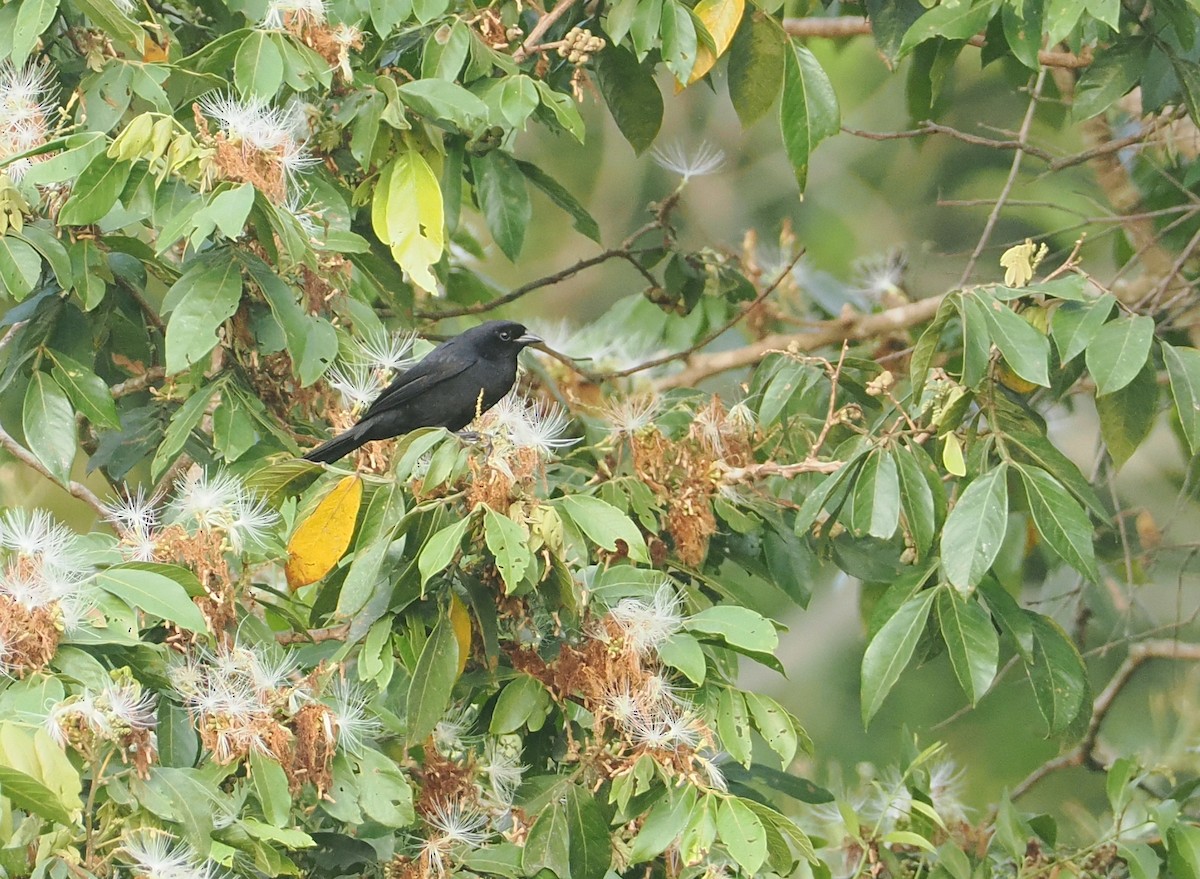 Velvet-fronted Grackle - ML646371539