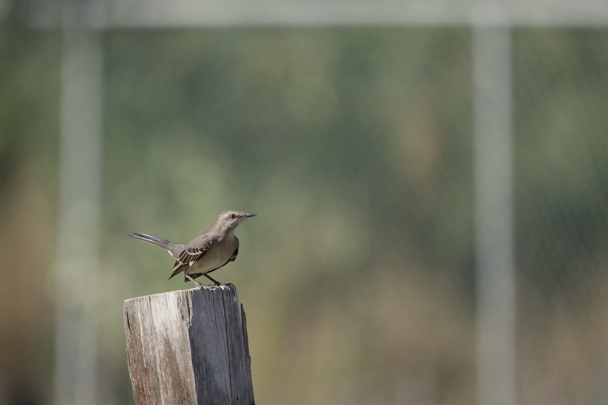 Пересмішник багатоголосий - ML646371540
