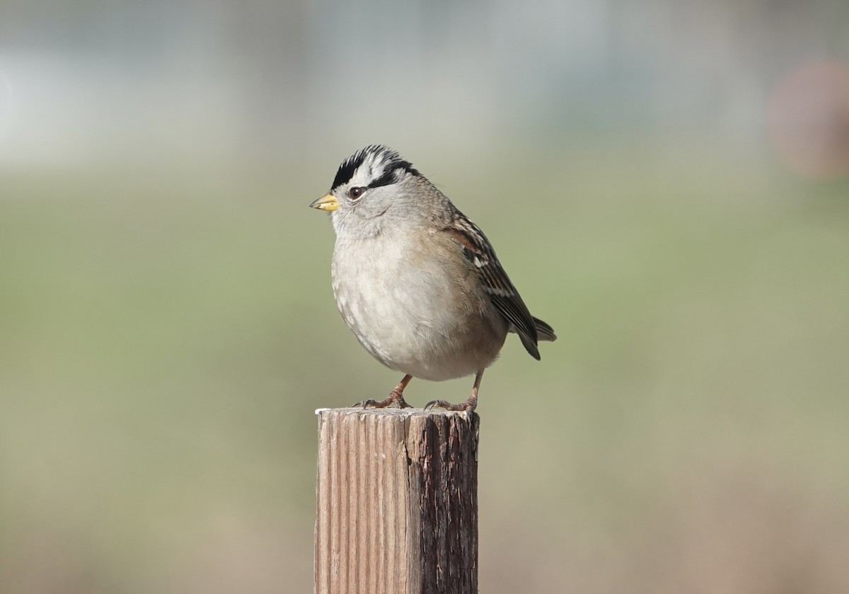 White-crowned Sparrow - ML646371542