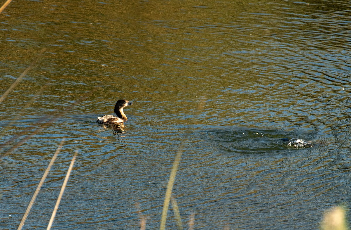 Pied-billed Grebe - ML646371543
