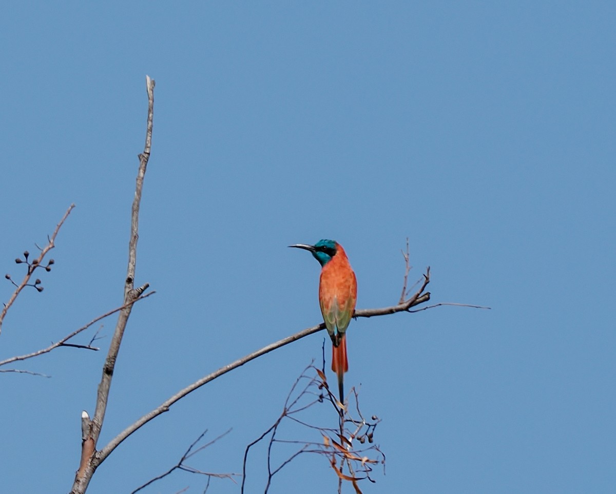 Northern Carmine Bee-eater - ML646371544