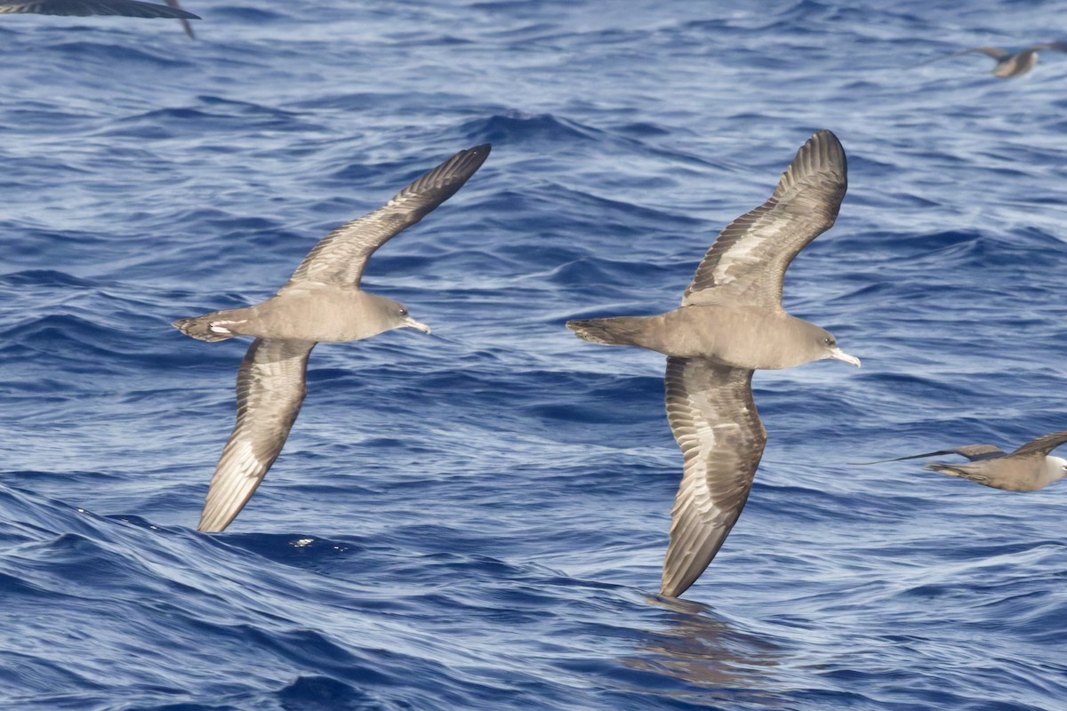 Wedge-tailed Shearwater - ML646371547