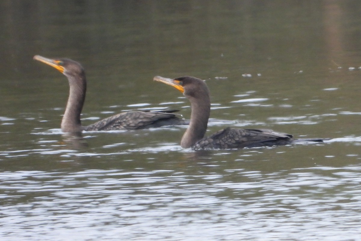 Double-crested/Neotropic Cormorant - ML646371549
