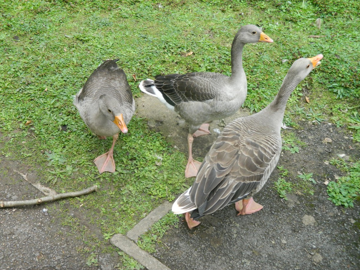 Oie cendrée - ML646371550