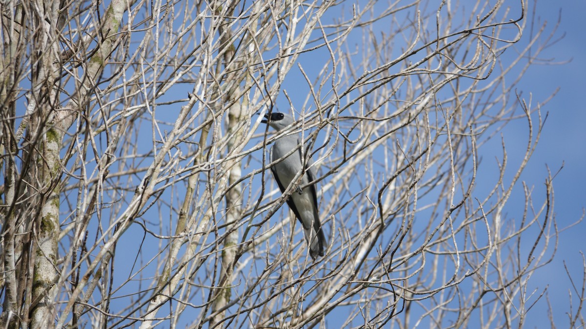 White-bellied Cuckooshrike - ML646371554