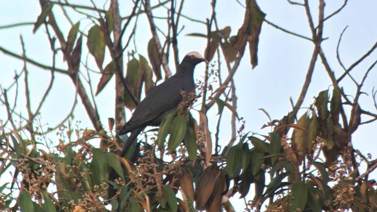White-crowned Pigeon - ML646371556