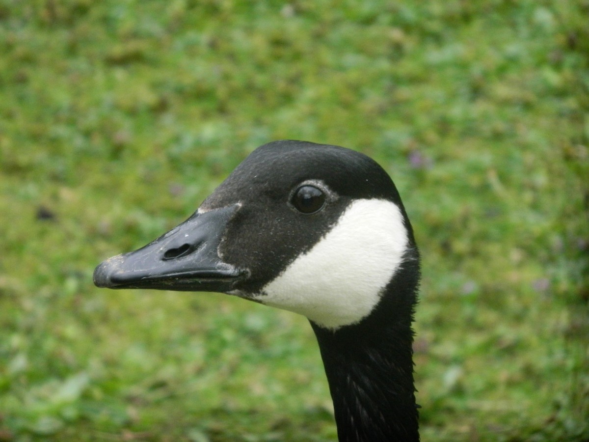 Barnacla Canadiense Grande - ML646371557