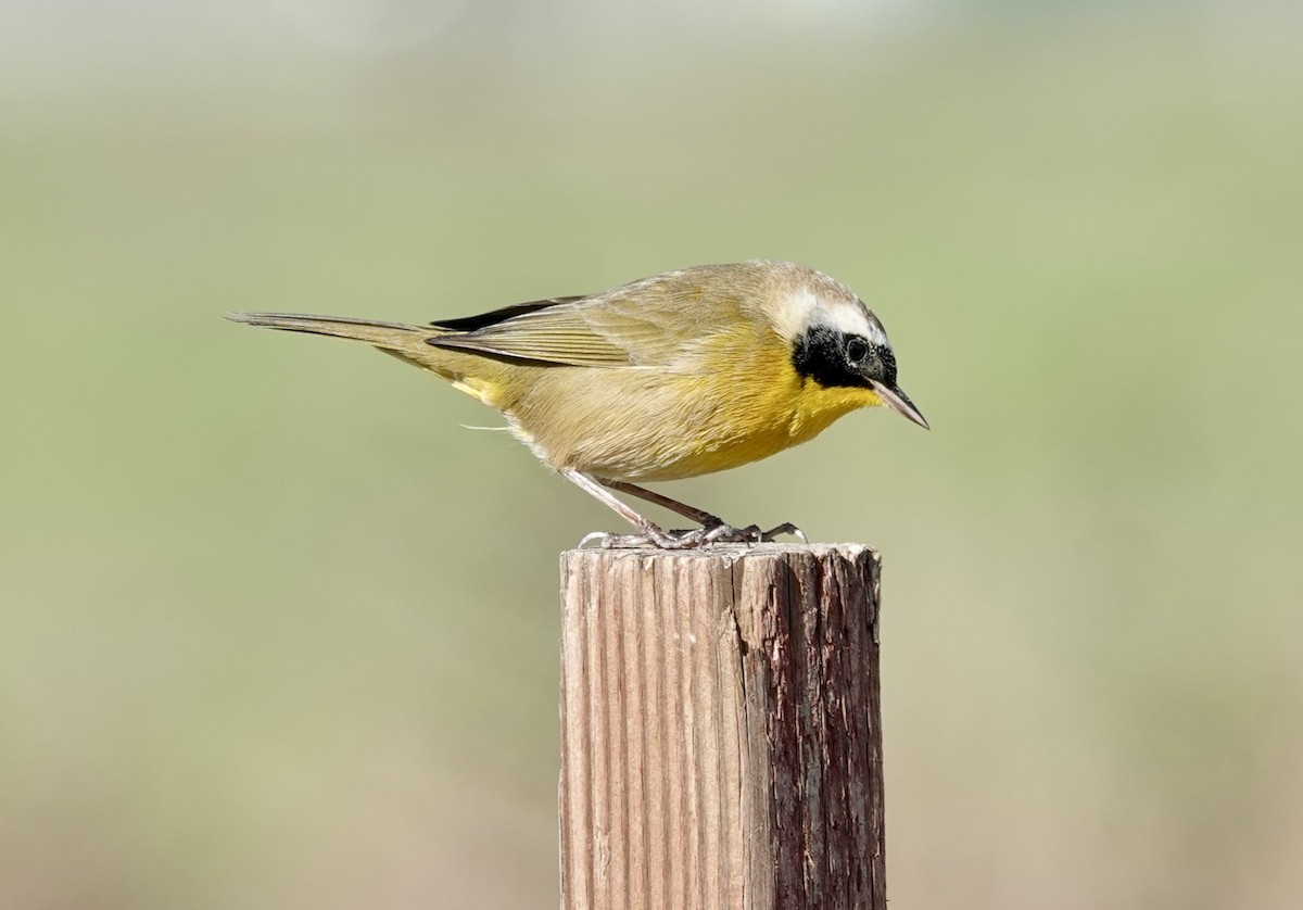 Common Yellowthroat - ML646371559
