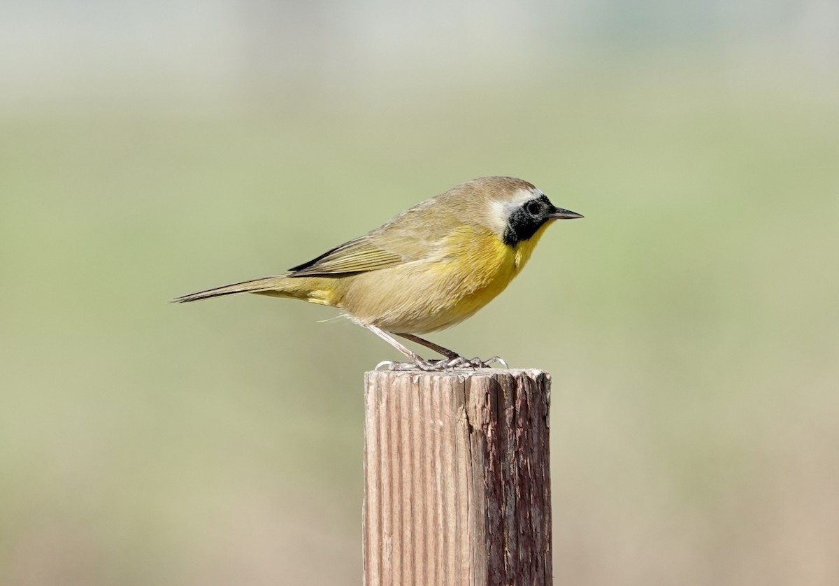 Common Yellowthroat - ML646371560