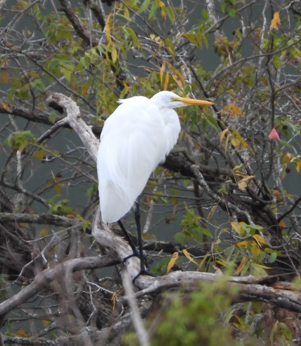 Great Egret - ML646371561