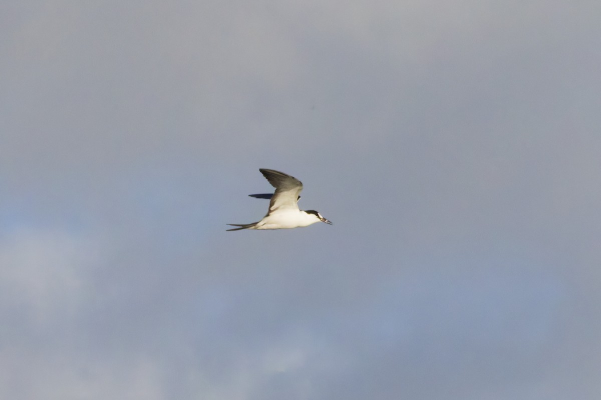 Sooty Tern - ML646371563