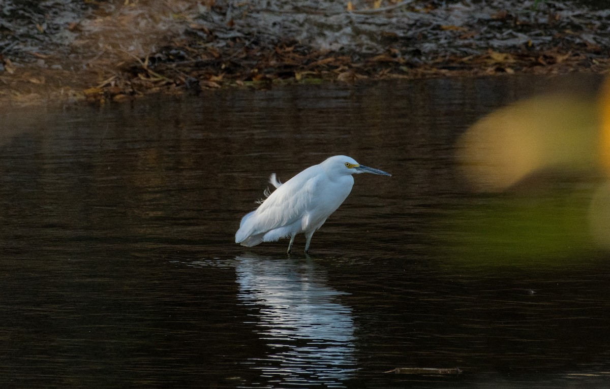 Snowy Egret - ML646371571