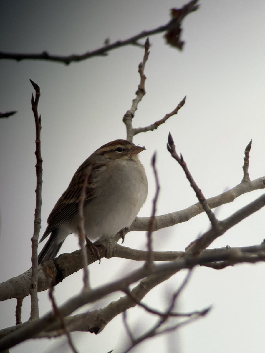 Chipping Sparrow - ML646371572
