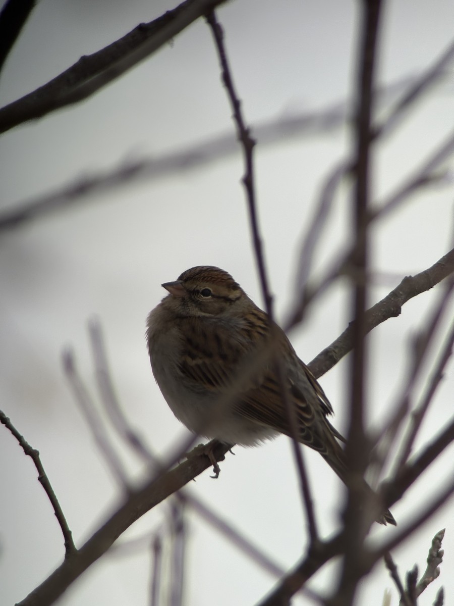Chipping Sparrow - ML646371573