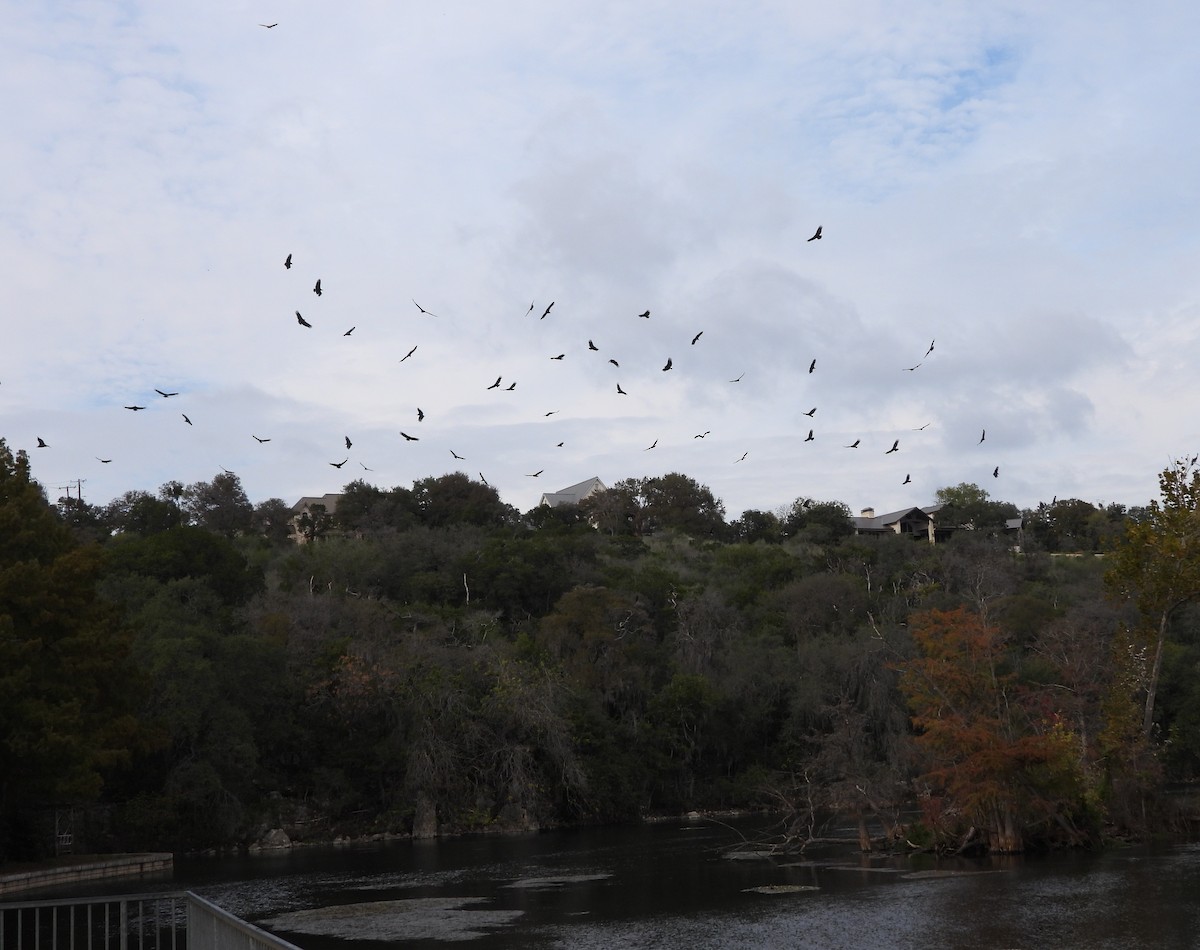 Black Vulture - ML646371574