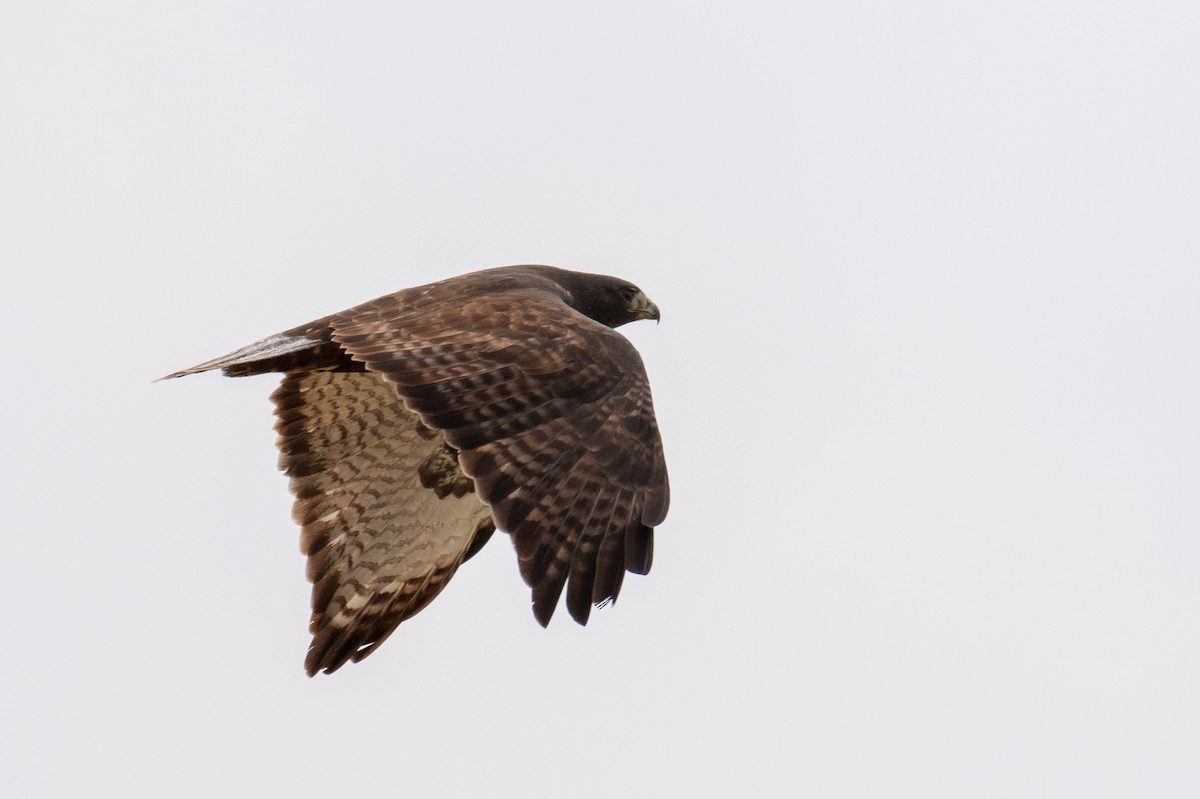 káně rudochvostá (ssp. harlani) - ML646371575