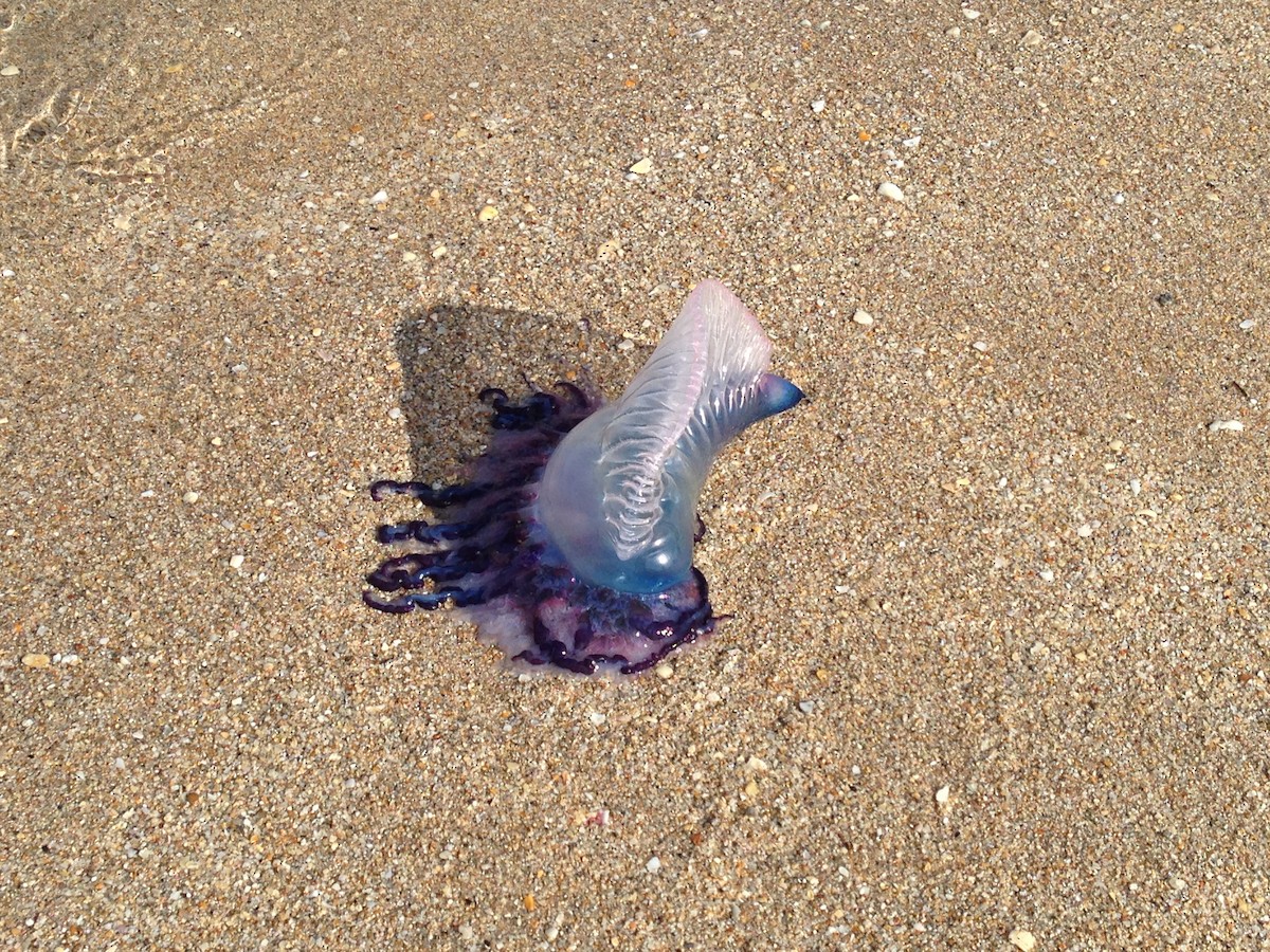 Portuguese Man o' War - ML646371579