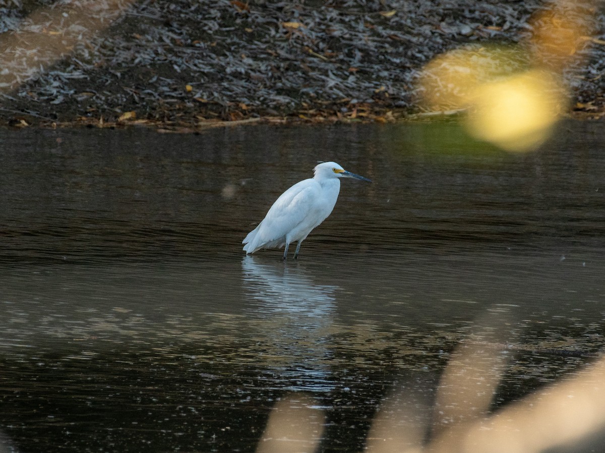 Snowy Egret - ML646371588