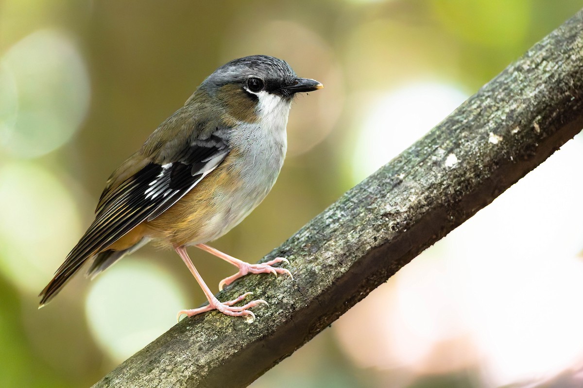 Gray-headed Robin - ML646371592