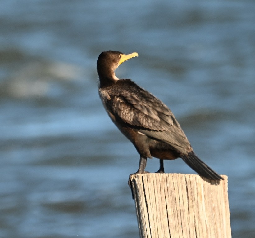 totoppskarv - ML646371593