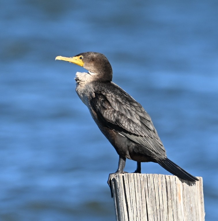 totoppskarv - ML646371594