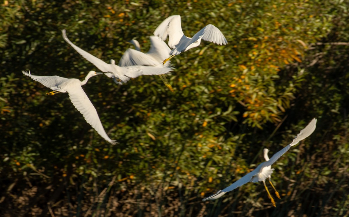 Snowy Egret - ML646371599