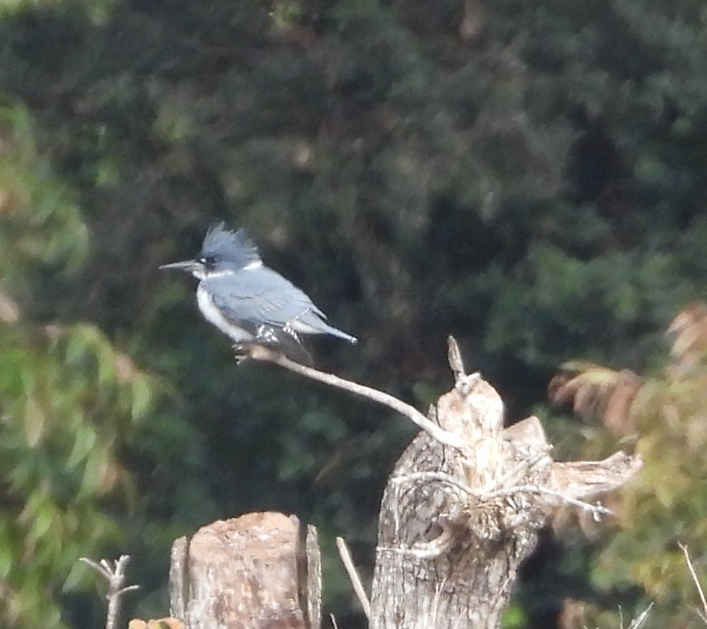 Belted Kingfisher - ML646371601