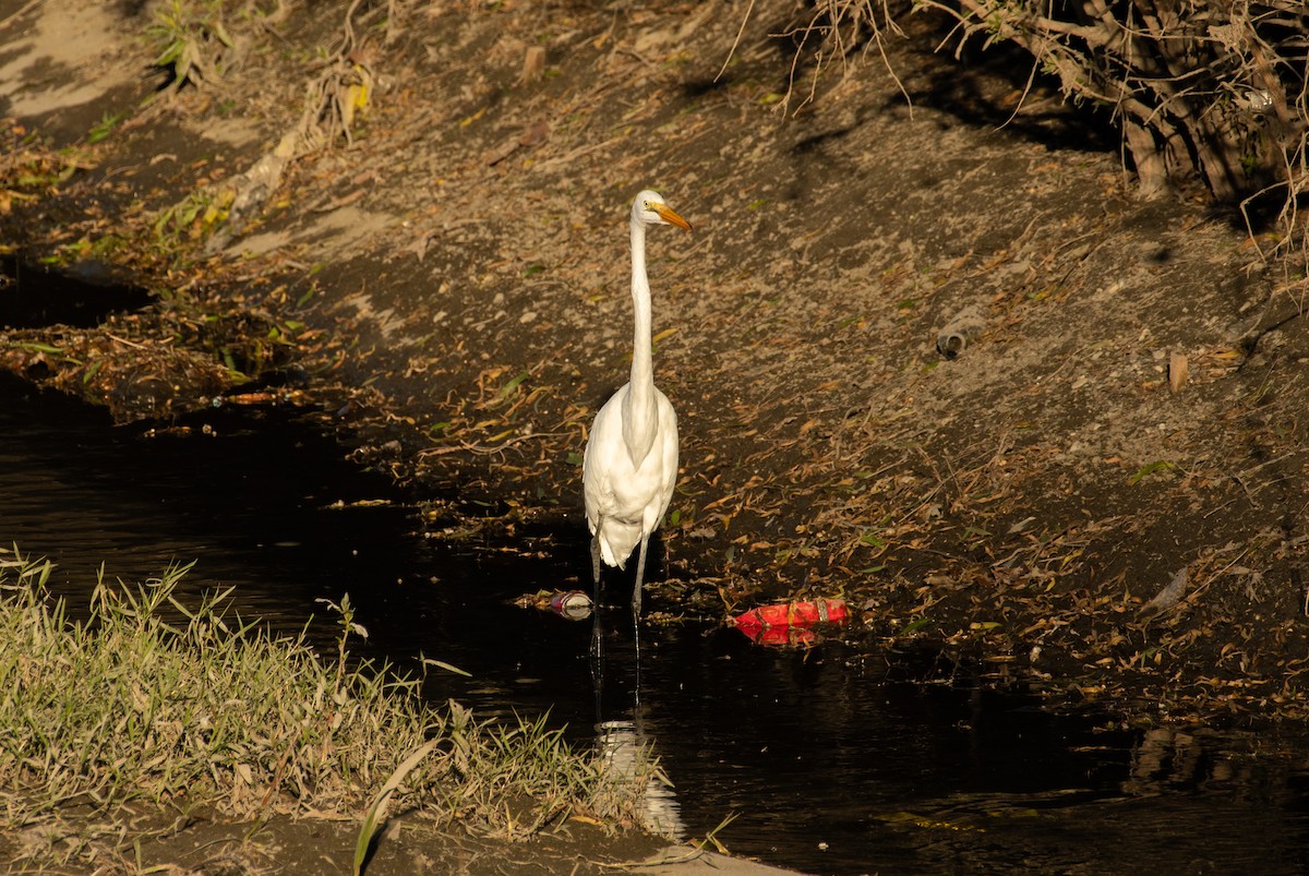 Great Egret - ML646371603