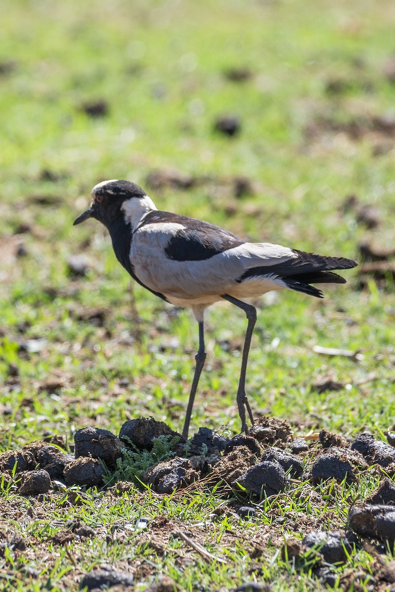 Blacksmith Lapwing - ML646371604