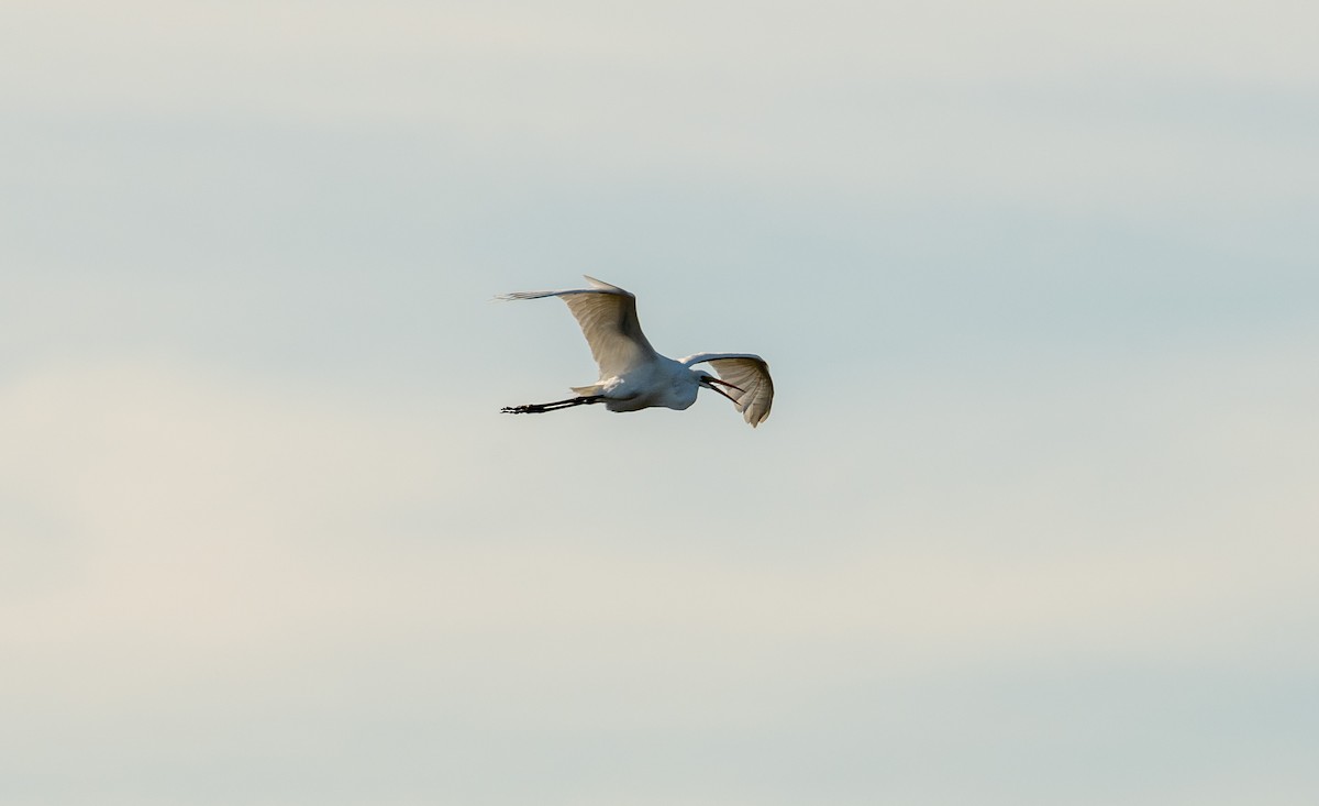 Great Egret - ML646371607