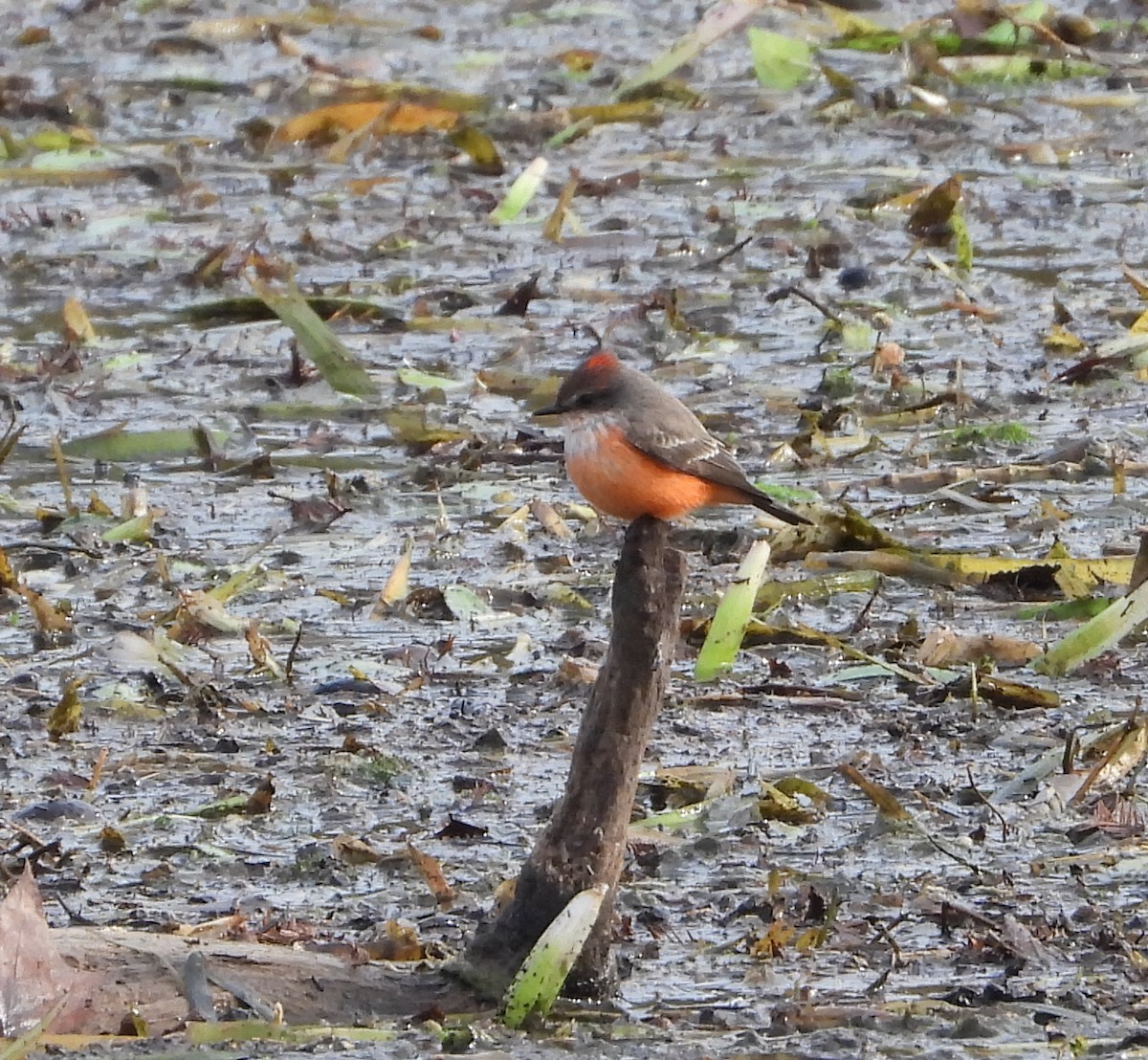 Vermilion Flycatcher - ML646371608