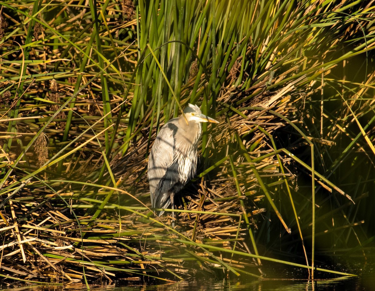 Great Blue Heron - ML646371610