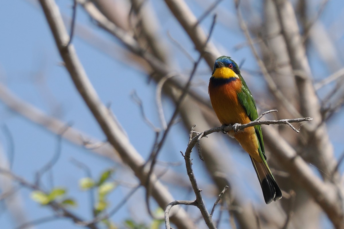 Ethiopian Bee-eater - ML646371611