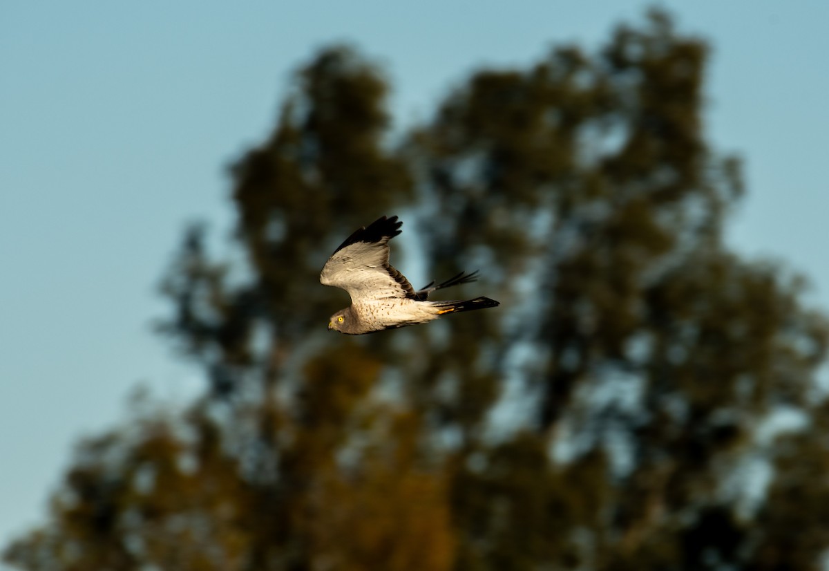 Northern Harrier - ML646371612