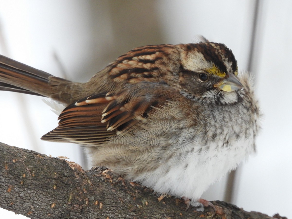 White-throated Sparrow - ML646371615