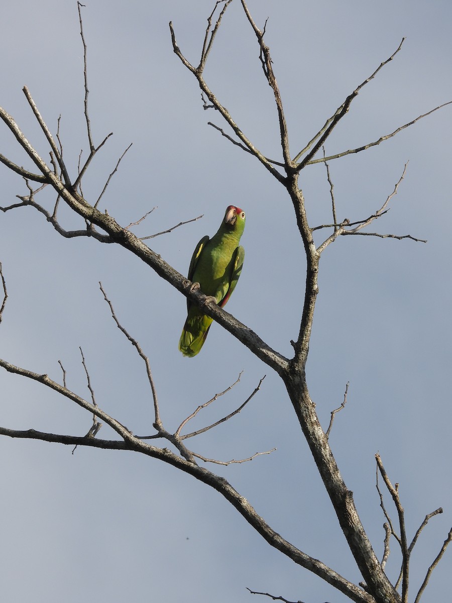 Amazona Frentirroja - ML646371616