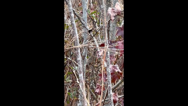 Sedge Wren - ML646371617