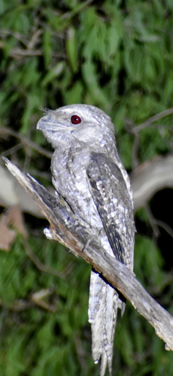 Papuan Frogmouth - ML646371619