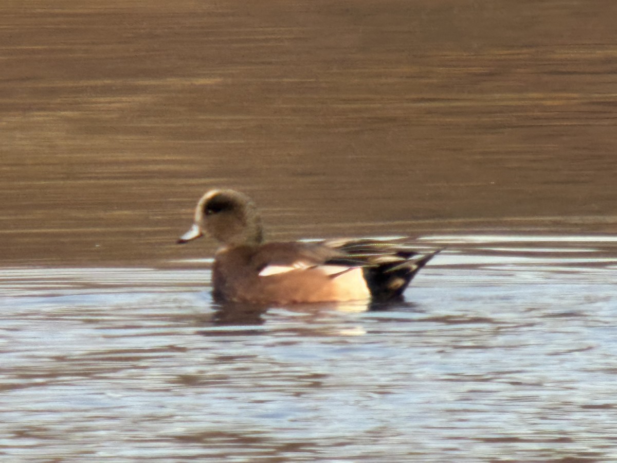 Свищ американський - ML646371621