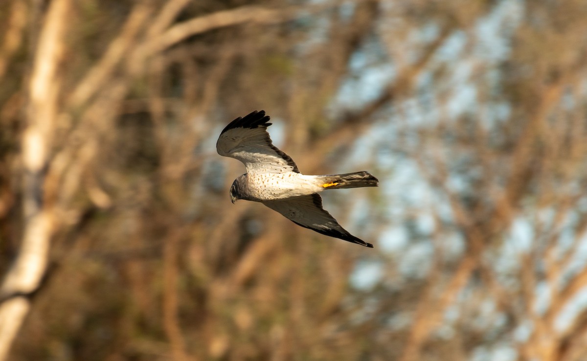 Northern Harrier - ML646371622